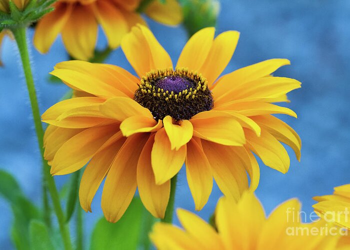 Flower Greeting Card featuring the photograph Early Morning Delight by Randy Wood