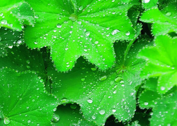 Dew Greeting Card featuring the photograph Early Morning Dew at Inniswood by Roberta Kayne