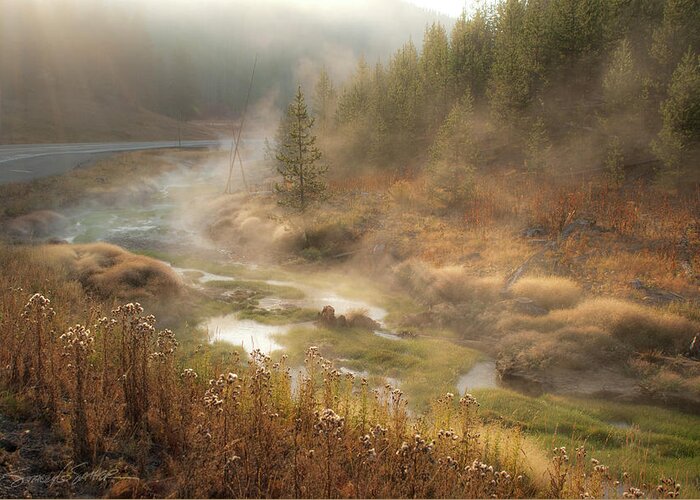 Forest Greeting Card featuring the photograph Early morning fog Yellowstone NP by Stacey Sather