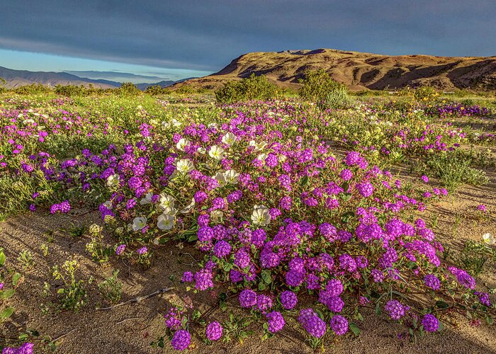 Anza-borrego Desert Greeting Card featuring the photograph Early Morning Light Super Bloom by Peter Tellone