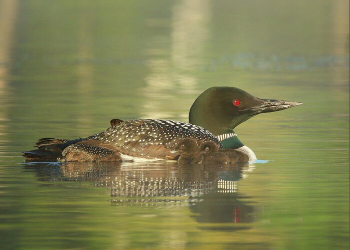 Loons Greeting Card featuring the photograph Early Morning Loons by Duane Cross