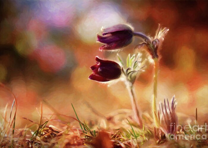 Anenome Greeting Card featuring the painting Early Morning Purple Pasque by Chris Armytage