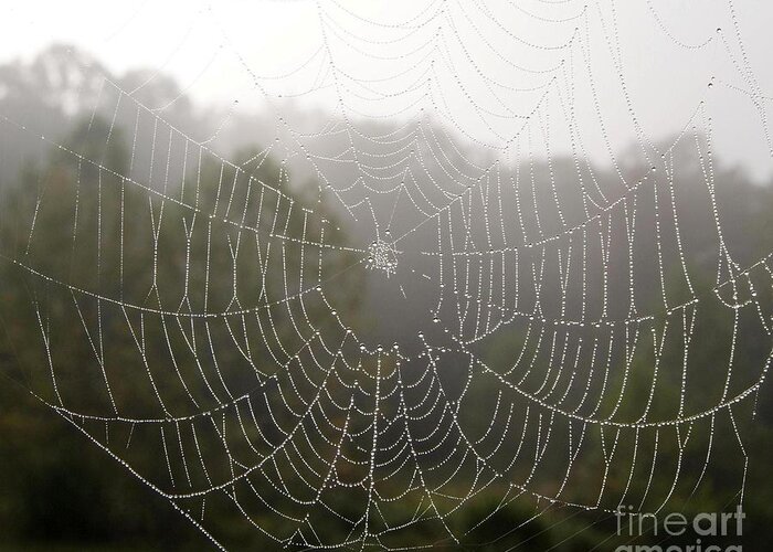 Spiderweb Taken In The Early Morning Sun Just As The Fog In The Mountains Of West Virgina Was Lifting. Greeting Card featuring the photograph Early Morning Spiderweb by Vonicia Verton