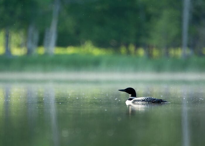 Loon Greeting Card featuring the photograph Early Morning Swim by Russell Todd