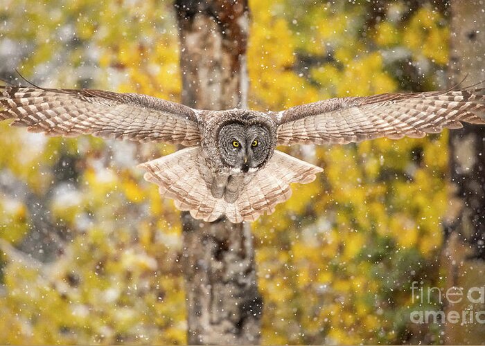 Great Gray Owl Greeting Card featuring the photograph Silent Approach  #2 by Aaron Whittemore