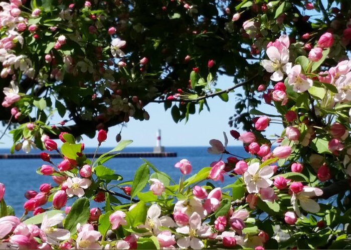 Spring Blossoms Greeting Card featuring the photograph Early Spring Blossoms at the Waterfront by Wendy Shoults