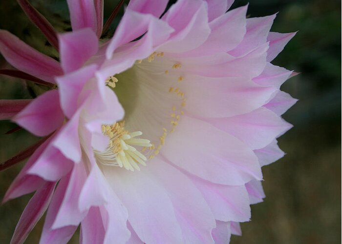 Cactus Easter Lily Bloom Greeting Card featuring the painting Easter Lily Cactus East 2 by Marna Edwards Flavell