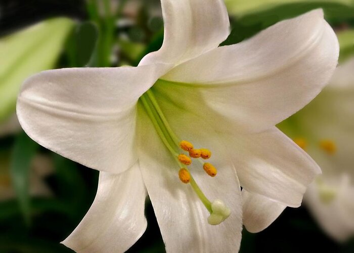Easter Lily Greeting Card featuring the photograph Easter Lily by Joe Duket