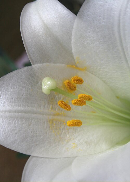 Easter Greeting Card featuring the photograph Easter Lily by Marna Edwards Flavell