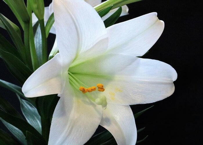 Nature Greeting Card featuring the photograph Easter Lily on Black by Sheila Brown