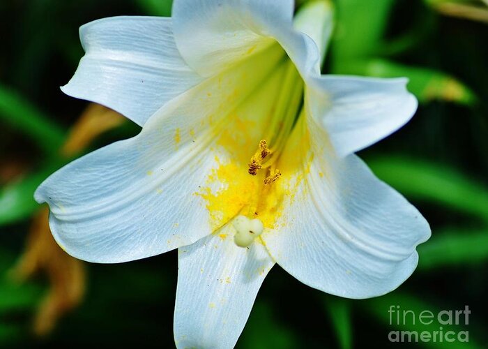 Easter Lily Greeting Card featuring the photograph Easter Promise by Julie Adair