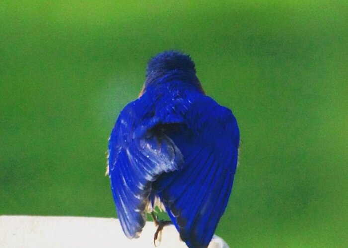 Bluebirds Greeting Card featuring the photograph Eastern Bluebird. #birds #birding by Hermes Fine Art