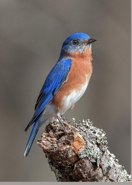 Nature Greeting Card featuring the photograph Eastern Bluebird DSB0291 by Gerry Gantt