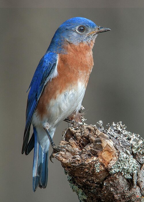 Nature Greeting Card featuring the photograph Eastern Bluebird DSB0299 by Gerry Gantt