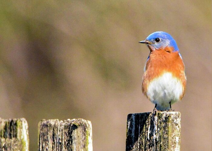 Eastern Bluebird Greeting Card featuring the photograph Eastern Bluebird by Sumoflam Photography