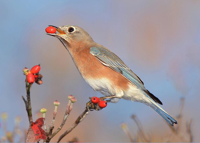 Bird Greeting Card featuring the photograph Eastern Bluebird with Berry by Alan Lenk