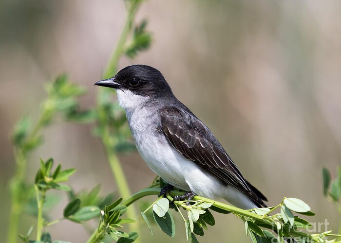 Art Greeting Card featuring the photograph Eastern Kingbird by Phil Spitze