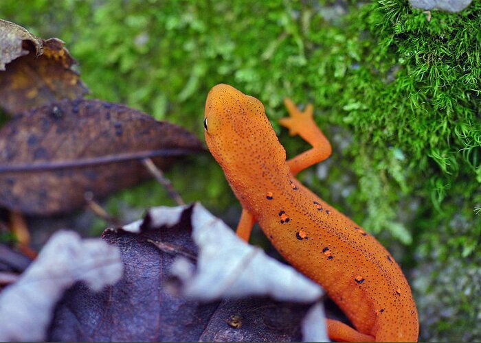 Eastern Newt Greeting Card featuring the photograph Eastern Newt by David Rucker
