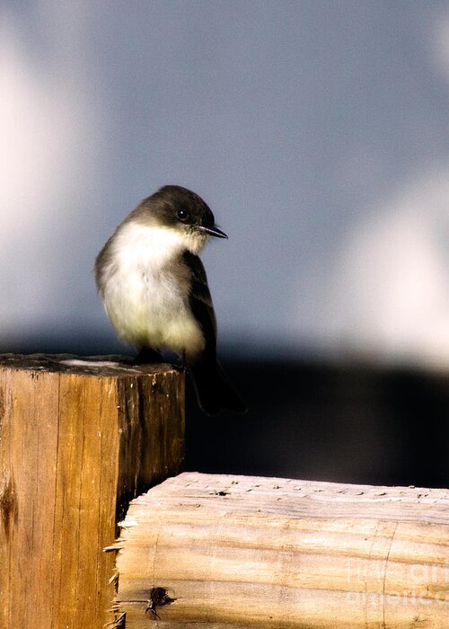 Bird Greeting Card featuring the photograph Eastern Phoebe by Lana Trussell