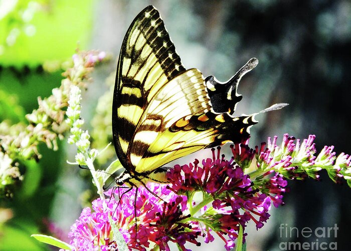 Garden Greeting Card featuring the photograph Eastern Tiger Swallowtail 22 by Lizi Beard-Ward