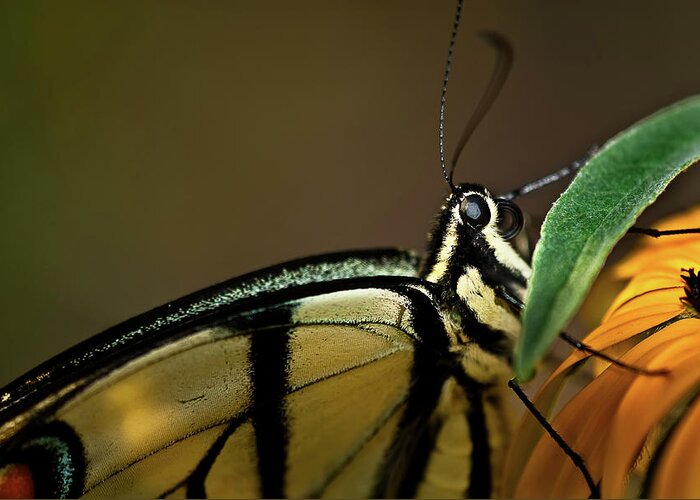 Eastern Tiger Swallowtail Papilio Glaucus Greeting Card featuring the photograph Eastern Tiger Swallowtail Butterfly by Onyonet Photo studios