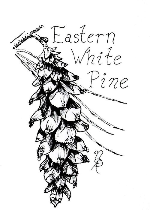 Pine Greeting Card featuring the drawing Eastern White Pine cone on a branch by Nicole Angell