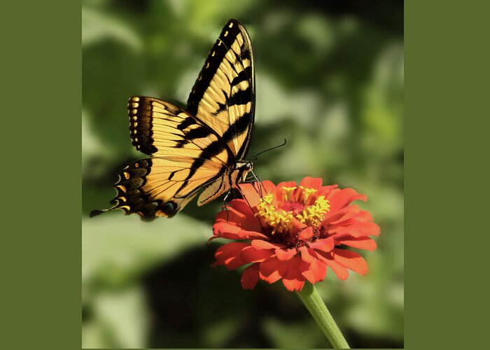 Butterfly Greeting Card featuring the photograph Eastern Yellow Swallowtail by Don Spenner