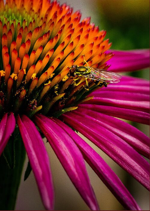 Macro Greeting Card featuring the photograph Echinacea and Syphrid by Shellie Littau