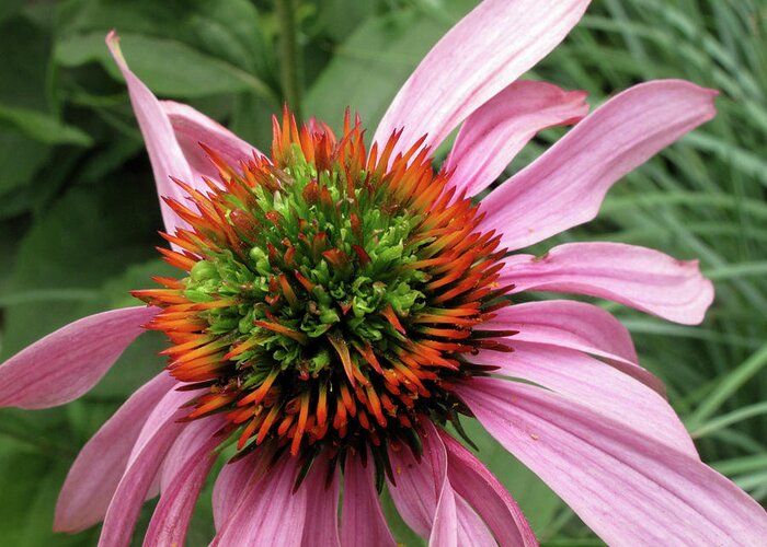 Echinacea Greeting Card featuring the photograph Echinacea Close by Lyle Crump