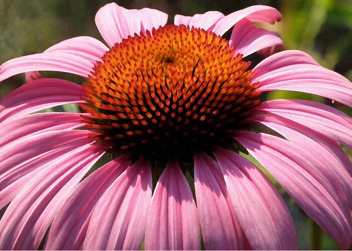 Echinacea Flowers Greeting Card featuring the digital art Echinacea by Devalyn Marshall