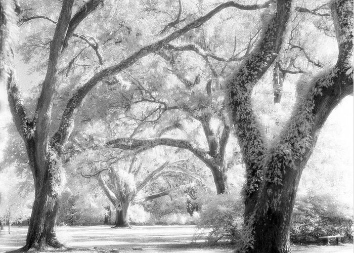 Black And White Greeting Card featuring the photograph Eden Plantation Live Oaks by John Harmon