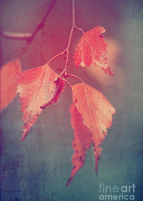Leaves Greeting Card featuring the photograph Effeuillantine - 46 by Variance Collections