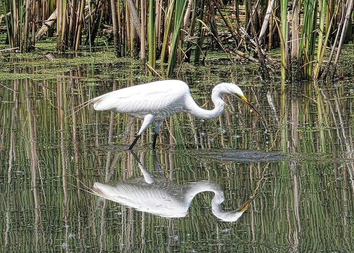Egret Greeting Card featuring the photograph Egret by David Armstrong