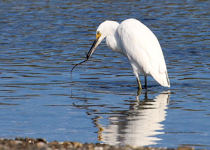 Wildlife Greeting Card featuring the photograph Egret Eating Eel 4 by William Selander