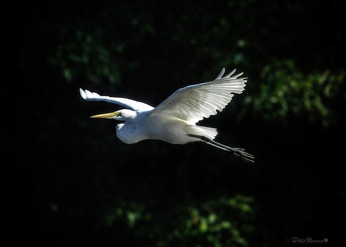  Greeting Card featuring the photograph Egret In Flight Art Greenfield Lake by Phil Mancuso
