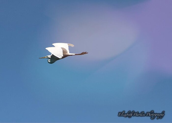  Greeting Card featuring the photograph Egret in Flight by Elizabeth Harllee