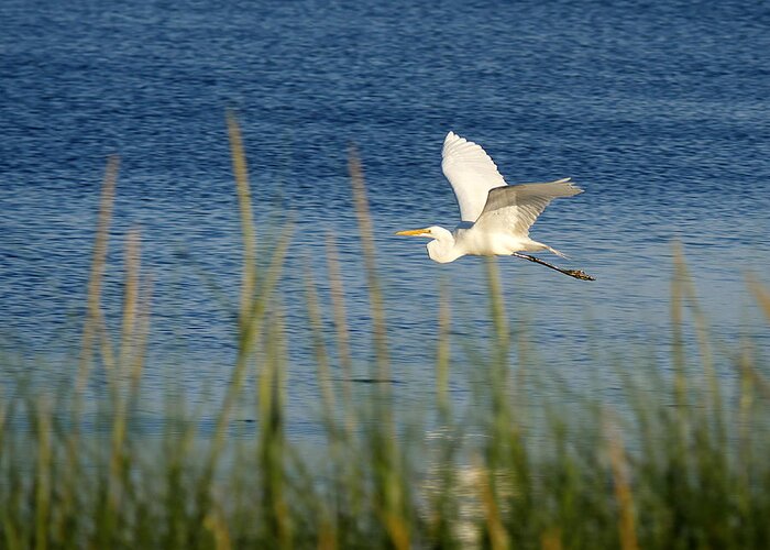 Richard Reeve Greeting Card featuring the photograph Egret in Flight by Richard Reeve