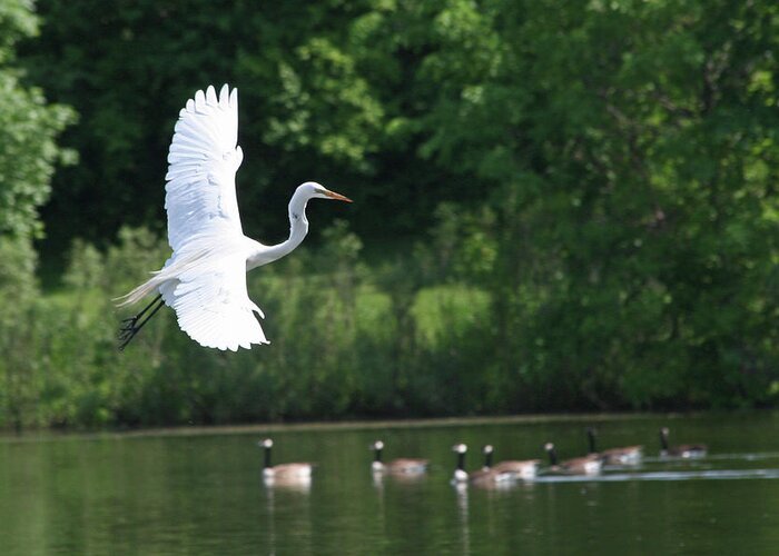 Great Egret Greeting Card featuring the photograph Egret in Flight with Geese by Rachel Roushey