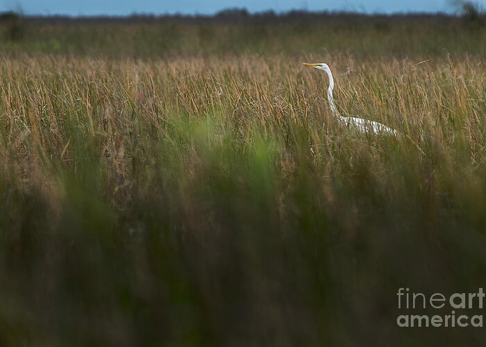 Loxahatchee Greeting Card featuring the photograph Egret in Swamp-1-0711 by Steve Somerville