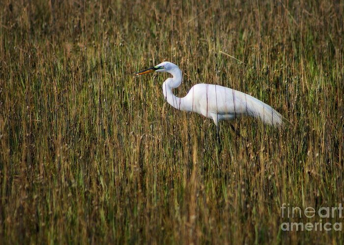Brown Greeting Card featuring the photograph Egret in the Marsh by Angela Rath
