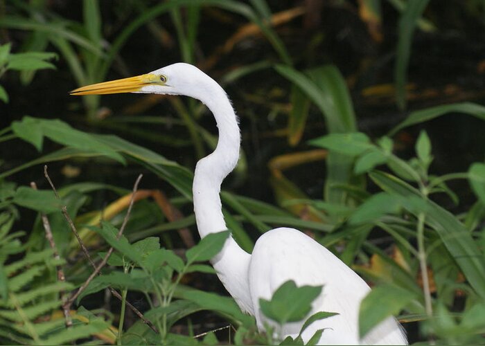 Florida Greeting Card featuring the photograph Egret by Lindsey Floyd