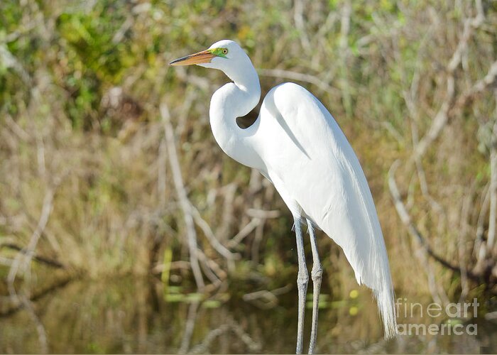 Egrets Greeting Card featuring the photograph Egret Posing by Judy Kay