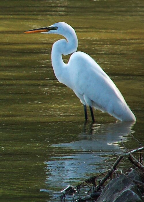 Wildlife Greeting Card featuring the photograph Egret Resting by Kathleen Stephens