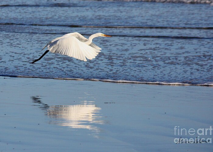 Egret Greeting Card featuring the photograph Egret Takes Flight by Alison Salome