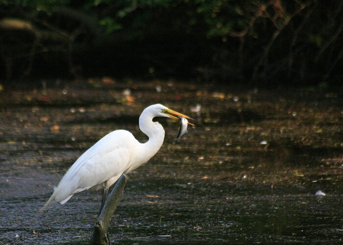 Great Egret Greeting Card featuring the photograph Egret With Prey by Christopher J Kirby