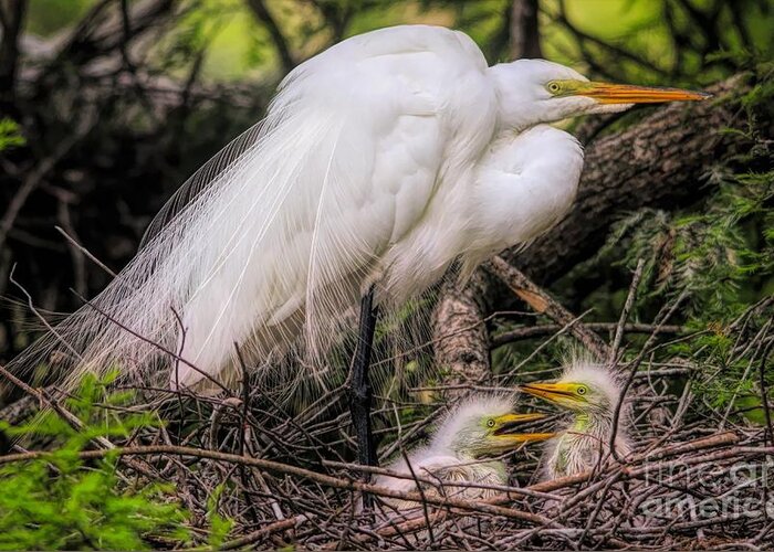 Great White Egret Greeting Card featuring the photograph Egrets - 3362 by Paulette Thomas