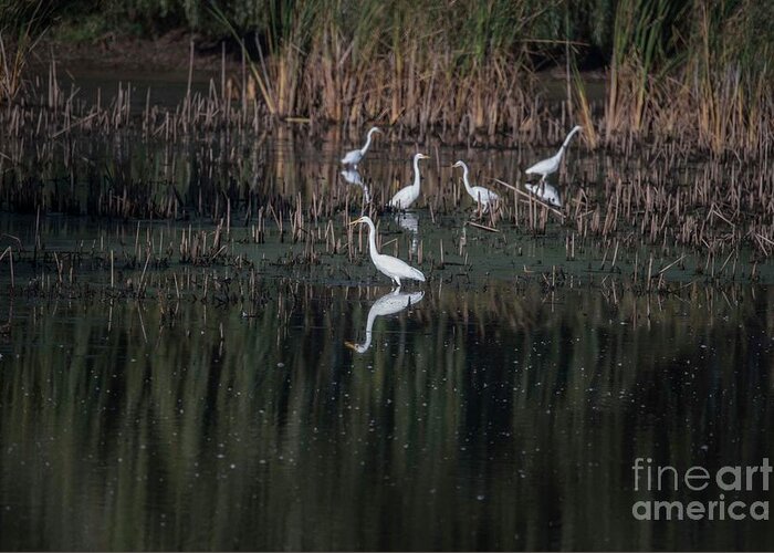 Egrets Greeting Card featuring the photograph Egrets Breakfast Buffet by David Bearden