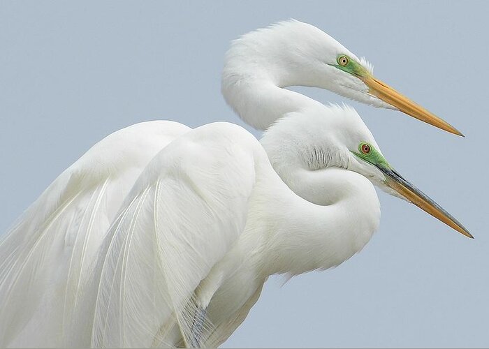 Great Egrets Greeting Card featuring the photograph Egrets In Love by Fraida Gutovich