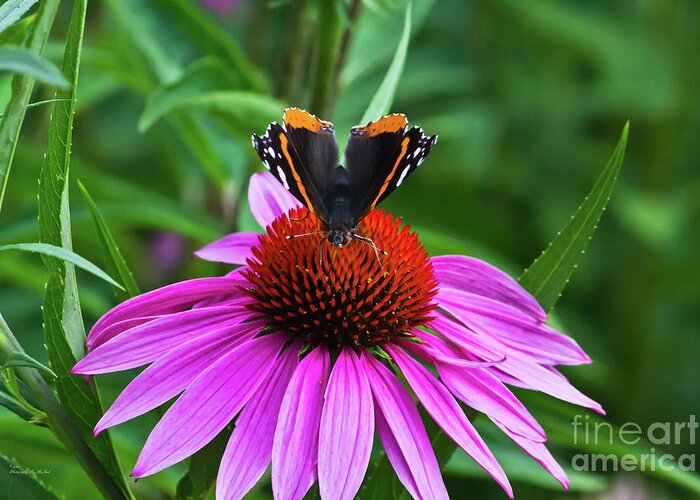 Flower Greeting Card featuring the photograph Elegant Butterfly by Ms Judi