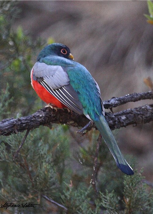 Nature Greeting Card featuring the photograph Elegant Trogon by Stephanie Salter